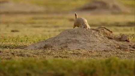 BBC Natural World - The Super Squirrels (2018)