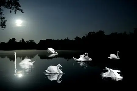 Swan Lake Brushes