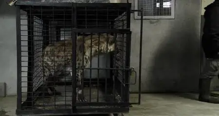 Bestiaire (2012)
