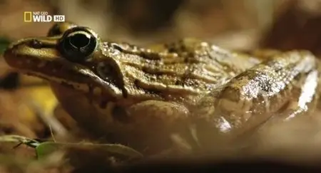 National Geographic - Monster Frog (2015)