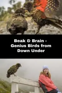 Beak & Brain - Genius Birds from Down Under (2013)