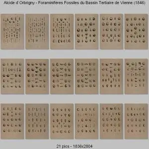 Alcide d`Orbrigny - Foraminifères Fossiles du Bassin Tertiaire de Vienne (1846)