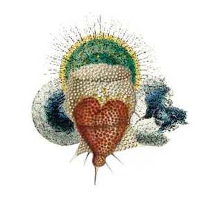 Medeski Martin & Wood - Radiolarians. The Evolutionary Set (2009) [5CD+DVD BoxSet] {Indirecto Records} [re-up]