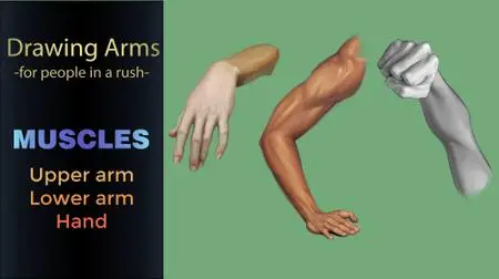 Drawing Arm Muscles - For People in a Rush