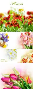 Stock Photo - Flower Cards 4
