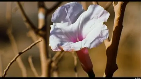 Desert Flower / Wüstenblume [DVD9] (2009)