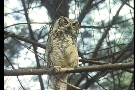 Wild Discovery - America's Wild Turkey (1990)