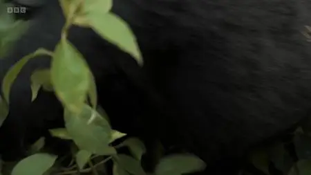 BBC - Silverback (2024)