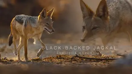 PBS Nature - Dogs in the Wild: Secrets of Success (2023)