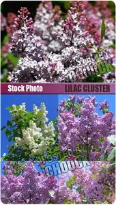 Stock Photo: Lilac cluster