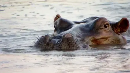 CH4 Inside Nature's Giants - Hippo (2012)