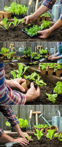 Stock Photo - Farmer Planting Young Seedlings