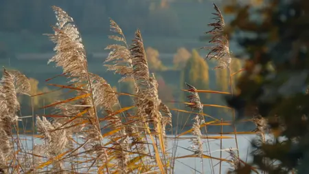 See - Reich der Blinden S06E10