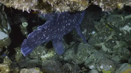 BBC - Deep Ocean: Kingdom of the Coelacanth (2025)