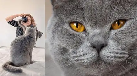 Purrfect Pet Portraits: Composing, Lighting & Capturing Moving Subjects