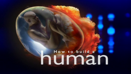 BBC - How to Build a Human (2005)