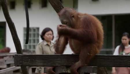 Love Nature - Orangutan Jungle School: Series 1 (2018)