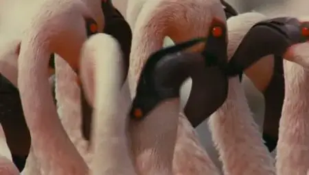 (Fr5) Les ailes pourpres, le mystère des flamants (2011)