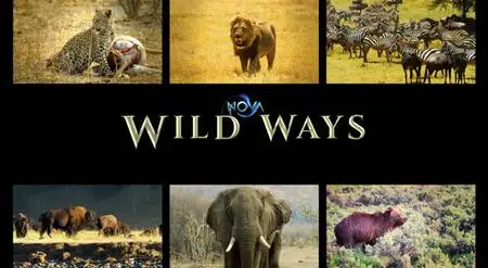 PBS - Nova: Wild Ways (2016)