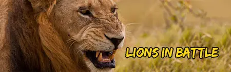 Smithsonian Channel - Lions in Battle 2 (2014)