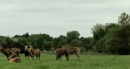 Bestiaire (2012)