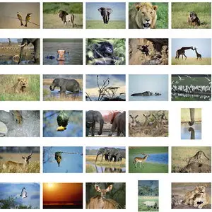 Polka Dot Images ITF051 Wild Africa