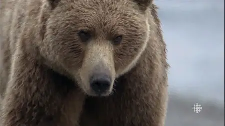 CBC - The Nature of Things: The Last Grizzly of Paradise Valley (2015)