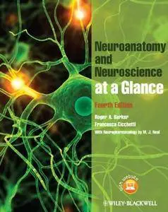 Neuroanatomy and Neuroscience at a Glance (Repost)