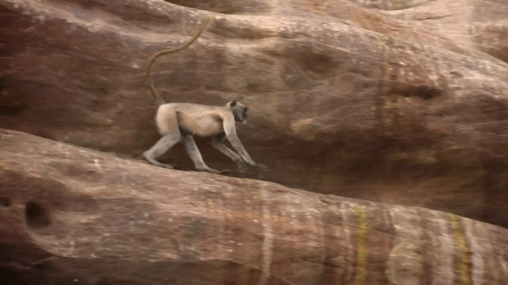 Off The Fence - Wildest India: Series 1 (2012)