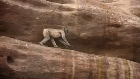 Off The Fence - Wildest India: Series 1 (2012)