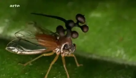 (Arte) Mini monstres en Amazonie (2009)