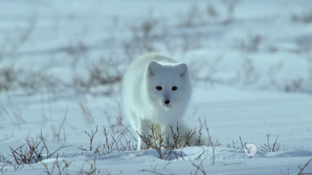 PBS Nature - Snowbound: Animals of Winter (2017)