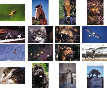 John Foxx Images Vol.03: Nature and Animals