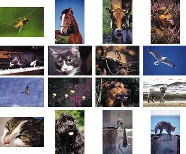 John Foxx Images Vol.03: Nature and Animals