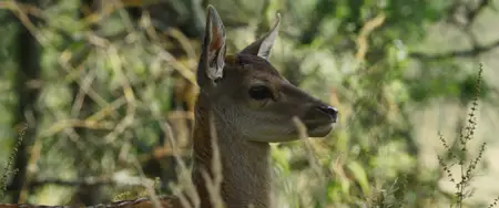 Bambi, l'histoire d'une vie dans les bois / Bambi: A Tale of Life in the Woods (2024)