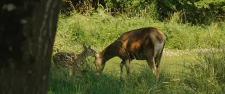 Bambi, l'histoire d'une vie dans les bois / Bambi: A Tale of Life in the Woods (2024)