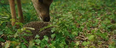 Bambi, l'histoire d'une vie dans les bois / Bambi: A Tale of Life in the Woods (2024)