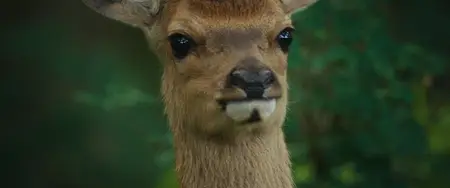 Bambi, l'histoire d'une vie dans les bois / Bambi: A Tale of Life in the Woods (2024)