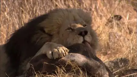 Smithsonian Ch. - Predator Road Trip: Series 1 (2013)