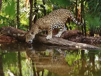 Big Cats