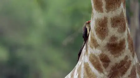 Absurd Planet S01E10
