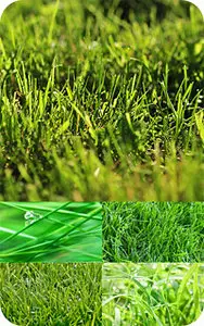 Stockphoto grass