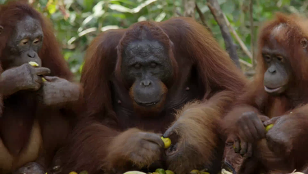 Love Nature - Orangutan Jungle School: Series 1 (2018)