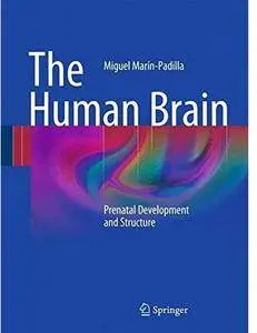 The Human Brain: Prenatal Development and Structure