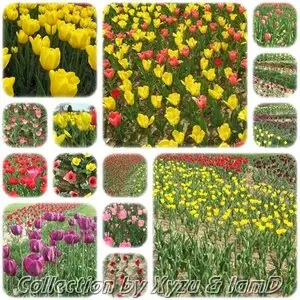 The Flower Collection: Tulip Series 1-7
