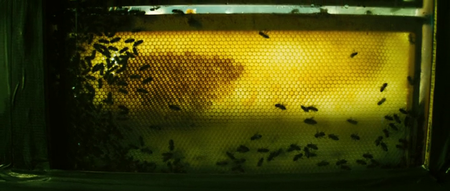 The Colony (2013)
