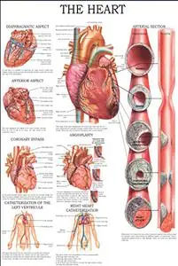 The heart: E-chart, full illustrated