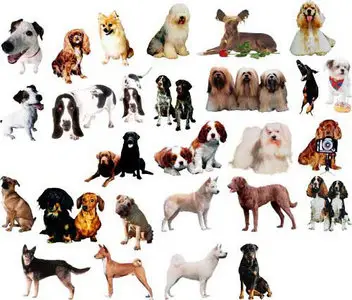 Dogs - png template