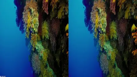 IMAX Under The Sea 3D (2009)