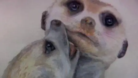 BBC Natural World - Meerkats: Secrets of an Animal Superstar (2013)